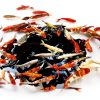 Medium Koi Transfer Kit Pond H2o – 2 Pan Nets, Sock & Pole-1