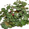 PondXpert Net System Pond Brush with 5'9" Telescoping Pole Aluminum-2