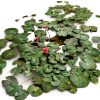 PondXpert Net System Pond Sludge Net Head 12'' (30cm) Diameter & Telescoping Pole, Extends to 5'9" (1.8m), Water Garden Pond Skimming Net with Extendable Pole, Pond Tool-5