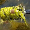 Koi Pond Cleaning Kit by Pond H2o 4-in-1 Net Set with Telescopic Pole-4