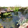 The Pond Guy Heavy Duty Telescopic Fish & Utility Net Combo, Adjustable Aluminum Pole & Mesh Netting, Water Garden Maintenance & Fishing Equipment-8
